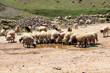 Flock of mountain goats drinking water