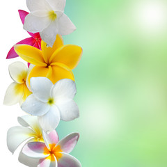 Fototapeta na wymiar frangipani kwiaty na tle przyrody