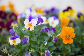Pansies flowers