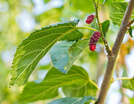 Mulberry Tree.It is a good fruit