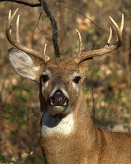 Obraz premium White-tailed Deer