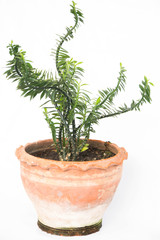 house plant