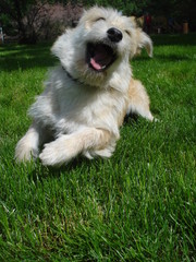 Dog trying to grab a toy