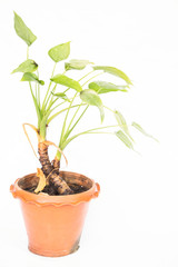 house plant