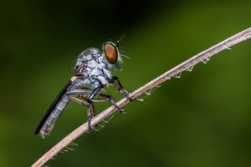 robber fly