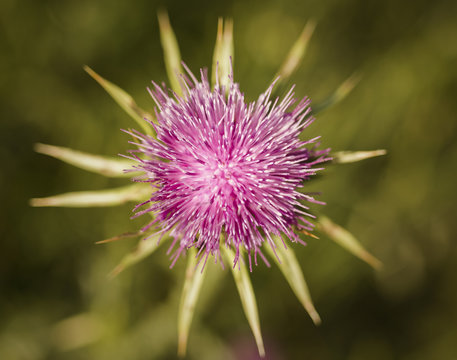 Lonely Flover