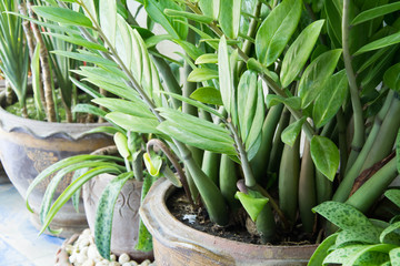 Obraz premium house plant