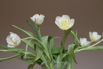 Glückwünsche mit hellen Tulpen