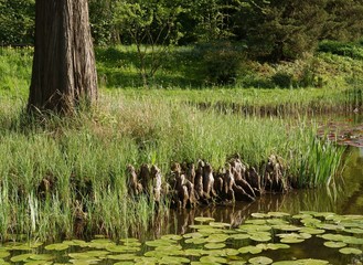 bald cypress tree with pneumatofores