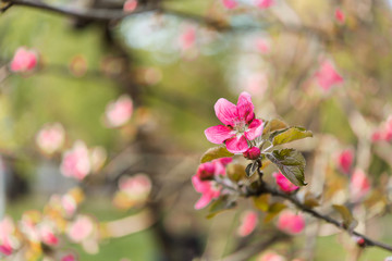 Spring flowering branches of apple-tree