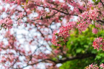Spring flowering branches of apple-tree