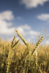 Naklejka premium Wheat