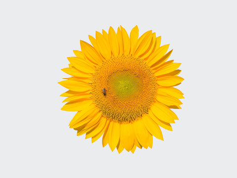 yellow sunflower with bee isolated