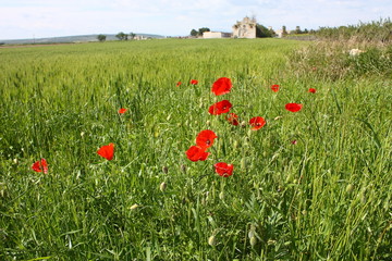 Campo di grano con papaveri