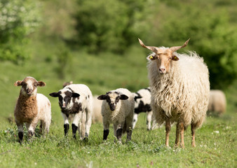 Fototapeta premium Sheep family