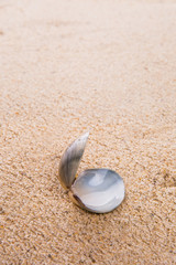 Clam shell on a sandy beach