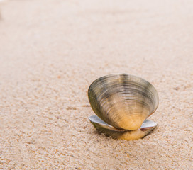 Clam shell on a sandy beach