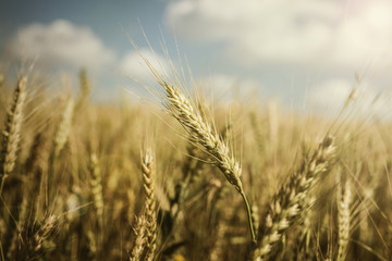 Fototapeta premium Wheat farm
