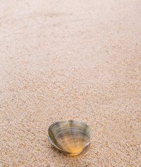 Clam shell on a sandy beach