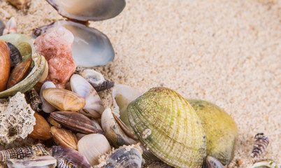 A group of different clams and sea shells on a beach sand