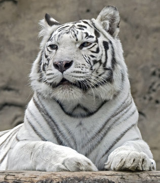 White tiger