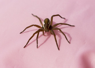 Паук-охотник (Pisauridae)