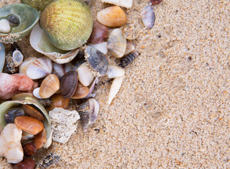 A group of different clams and sea shells on a beach sand