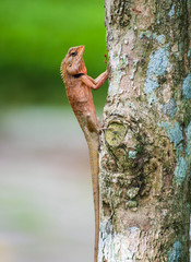 orange lizard sitting on tree in the natural habitat