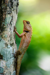 orange lizard sitting on tree