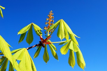 Chestnut at spring time and blue sky