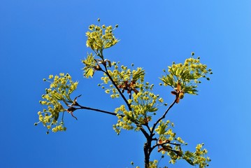 Fototapeta premium Blooming maple tree twig in early spring
