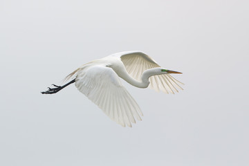 Great Egret in Flight
