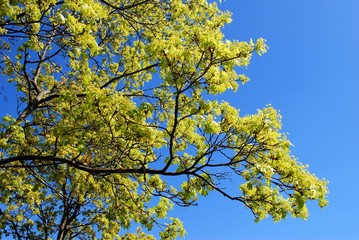 Blooming maple tree twig in early spring