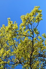Blooming maple tree twig in early spring