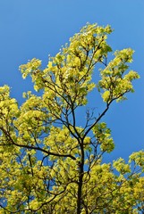 Blooming maple tree twig in early spring