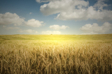 Huge Wheat  Farm