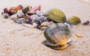 A group of different clams and sea shells on a beach sand