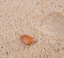Clam shell on a sandy beach