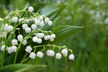Door stickers Lily of the valley Lily of the valley