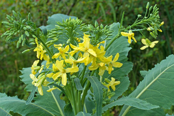 Kohlrabiblüte