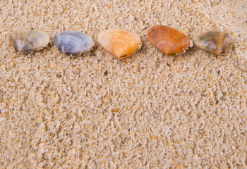 A group of different clams and sea shells on a beach sand