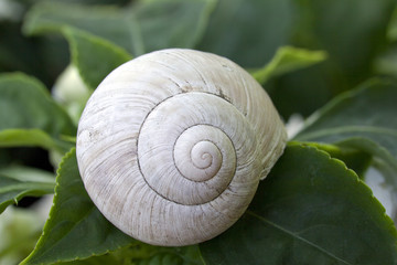 Schneckenhaus der Weinbergschnecke