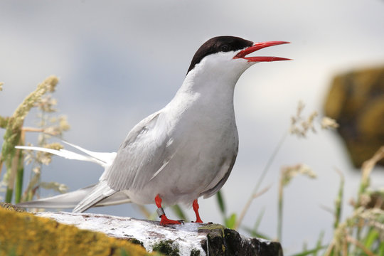sterna beccapesci uccello da proteggetre isole farne scozia