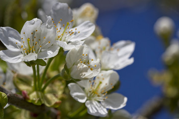 Blossom of cherry tree.