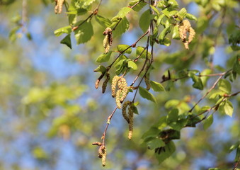 Pollen aments on birchtree in spring