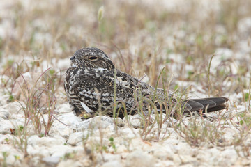Common Nighthawk Perched on Ground - Texas