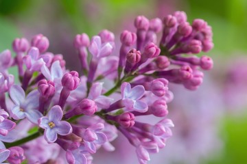 Syringa vulgaris lilac flower