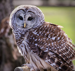Fototapeta premium Barred Owl