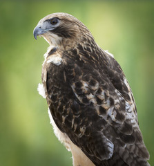 Red-tailed Hawk