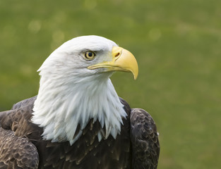 Fototapeta premium American Bald Eagle